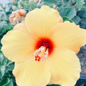 Meet your Posher, Selene